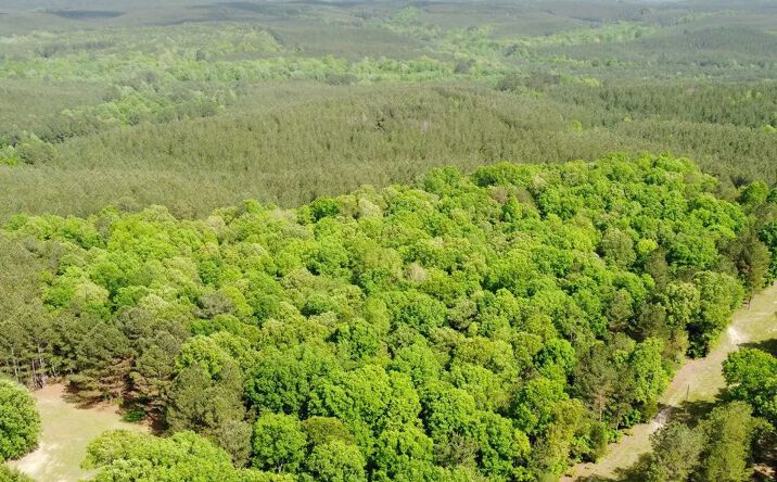 Pictures of Land property located at County Road 369, Burnsville, MS 38833 for sales - image #1