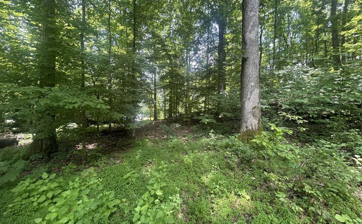 Pictures of Land property located at 00 Cedar Lane, Sugar Tree, TN 38380 for sales - image #1
