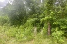 24208434
