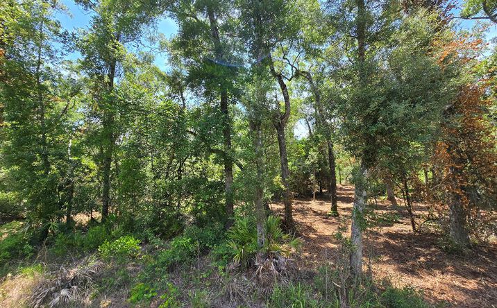Pictures of Land property located at NE 594th St, Old Town, FL 32680 for sales - image #1