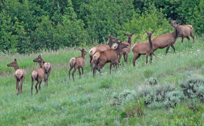 Pictures of Land property located at TBD Willow Creek North Fork Rd, Livingston, MT 59047 for sales - image #1