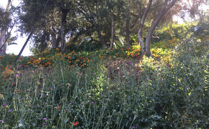 Pictures of Land property located at 0 Earl Court, Silver Lake, CA 90039 for sales - image #1
