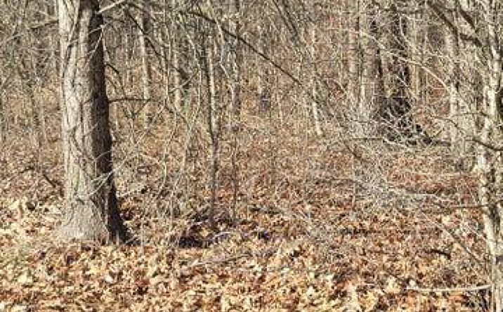 Pictures of Land property located at 0 Cr-170, Marengo, OH 43334 for sales - image #1