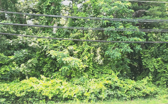 Pictures of Land property located at VL Yaphank-Middle Island Road, Brookhaven, NY 11980 for sales - image #1