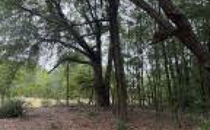 Pictures of Land property located at Qaf C4 Rainbow Drive, Wagener, SC 29164 for sales - image #1