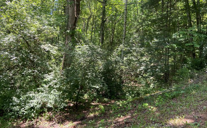 Pictures of Land property located at TBD Greenwood Rd, Bluefield, WV 24701 for sales - image #1