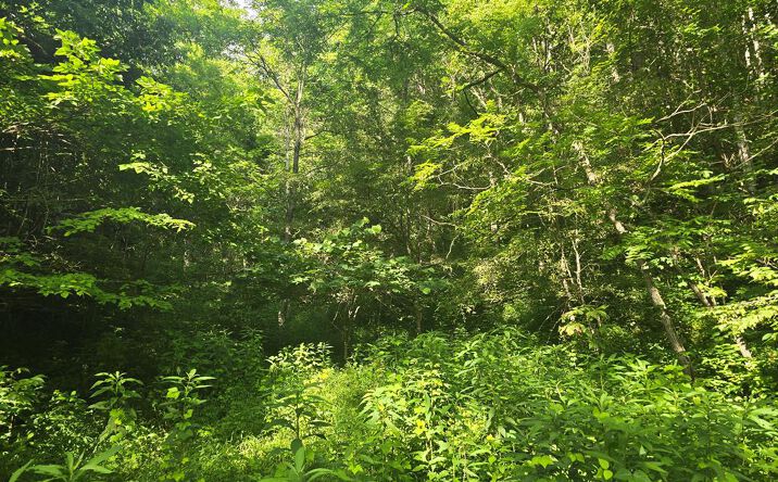 Pictures of Land property located at TBD Dryfork Road, North Tazewell, VA 24630 for sales - image #1