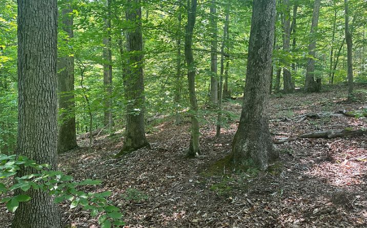 Pictures of Land property located at Lot 31-35 Occoneechee Drive W, Clarksville, VA 23927 for sales - image #1