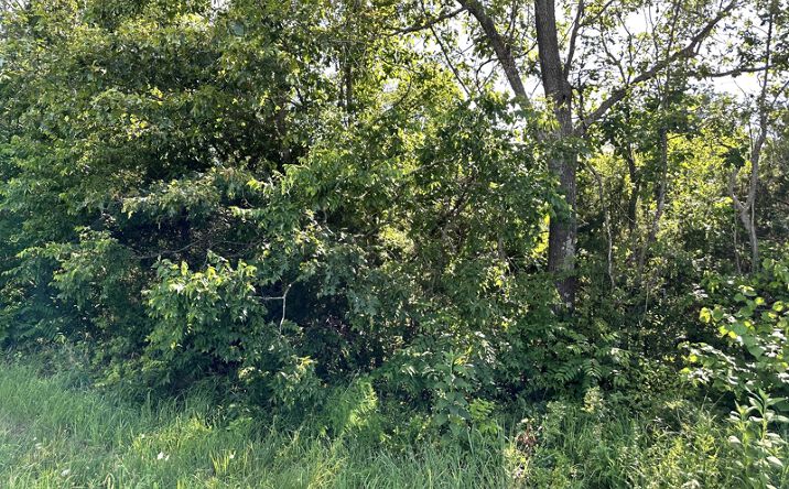 Pictures of Land property located at 000 E Armstrong Drive, Ash Flat, AR 72513 for sales - image #1