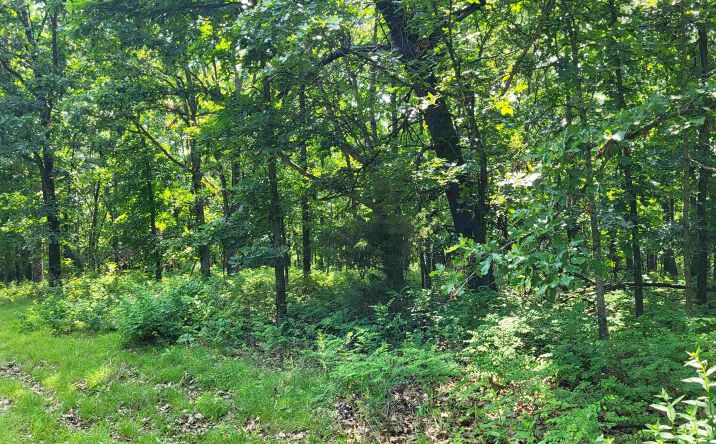 Pictures of Land property located at Rolfs, Edwards, MO 65326 for sales - image #1