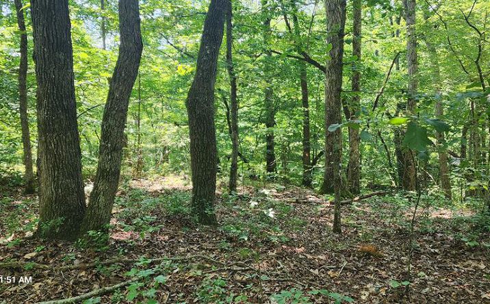 Pictures of Land property located at 000 Redbud Rd, Sugar Tree, TN 38380 for sales - image #1