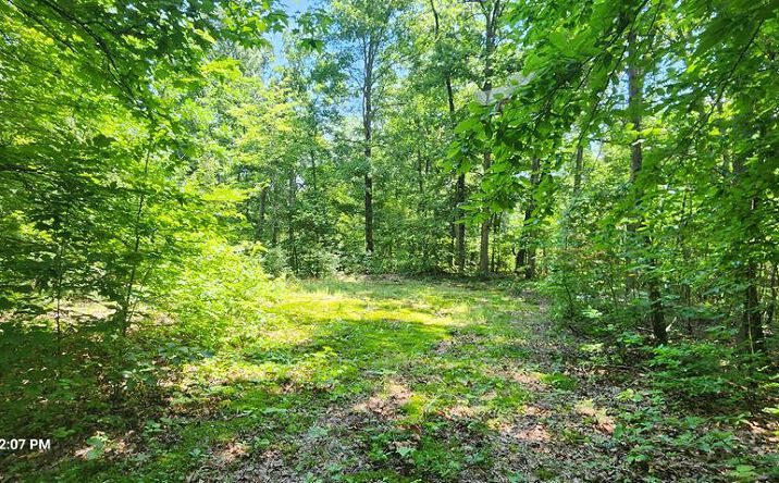 Pictures of Land property located at 000 Redbud Rd, Sugar Tree, TN 38380 for sales - image #1