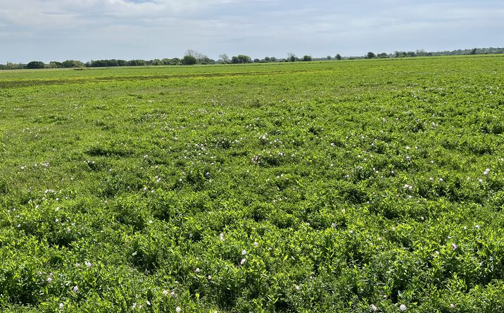 Pictures of Land property located at 31555 FM 159, Navasota, TX 77868 for sales - image #1