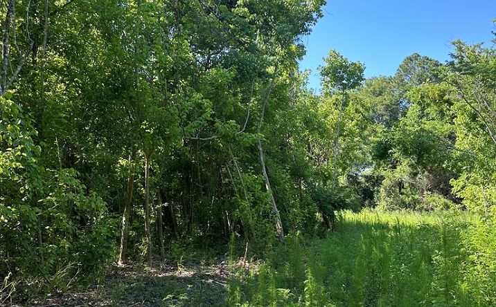 Pictures of Land property located at NW 19th Cir, Chiefland, FL 32628 for sales - image #1