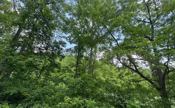 Pictures of Land property located at 5800 KY 719, Sandy Hook, KY 41171 for sales - image #1