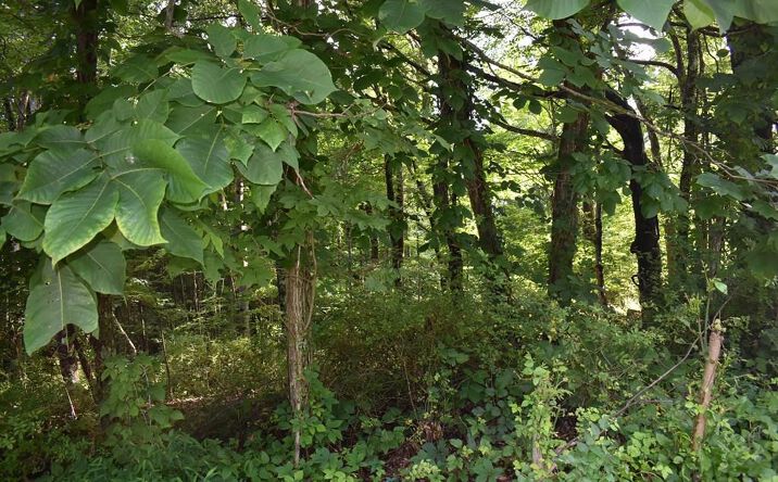 Pictures of Land property located at TBA Tba Beverly Hills Dr., North Tazewell, VA 24630 for sales - image #1