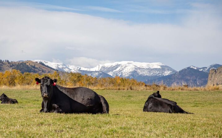 Pictures of Land property located at 8 West Fork Road, Nye, MT 59061 for sales - image #1