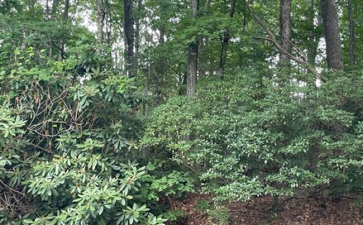 Pictures of Land, Multifamily property located at TBD Dogwood Trail, Hillsville, VA 24343 for sales - image #1