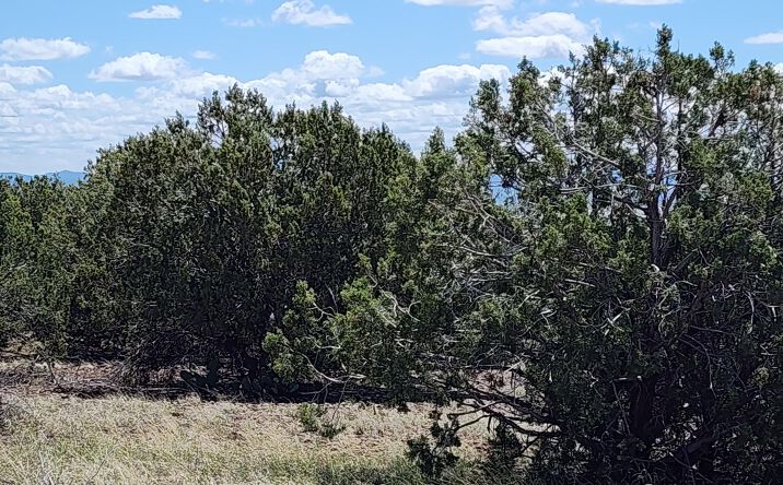 Pictures of Land property located at 12b Juniperwood Ranch, Ash Fork, AZ 86320 for sales - image #1