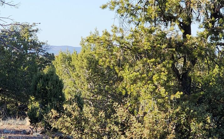 Pictures of Land property located at 408 N2 Off Caprica Road, Ash Fork, AZ 86320 for sales - image #1