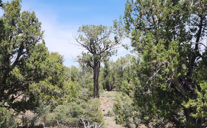 Pictures of Land property located at 7980b Ancient Way, Seligman, AZ 86337 for sales - image #1