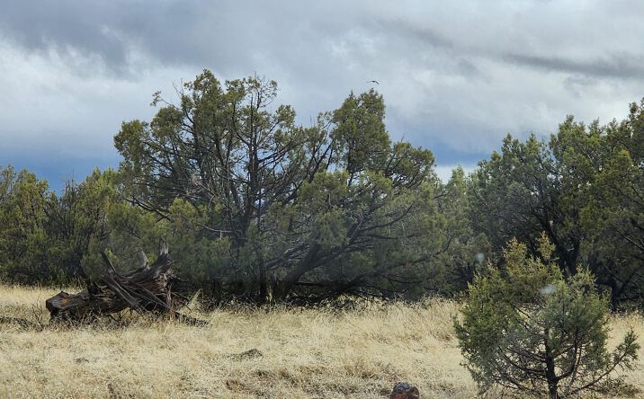 Pictures of Land property located at 2339 N Phillip Lane, Williams, AZ 86046 for sales - image #1