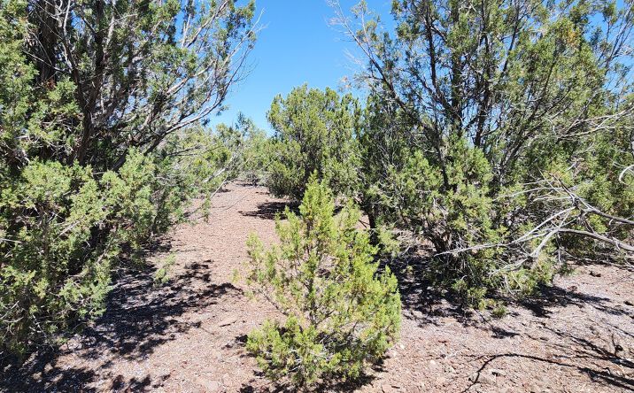 Pictures of Land property located at 3085 N Randall Boulevard, Williams, AZ 86046 for sales - image #1