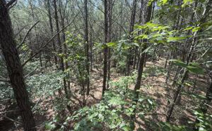 Pictures of Land property located at Hhf 5 Old Georgetown Road W, Kershaw, SC 29067 for sales - image #1