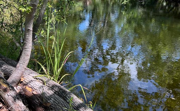 Pictures of Land property located at 00 SW 717th Ln, Steinhatchee, FL 32359 for sales - image #1