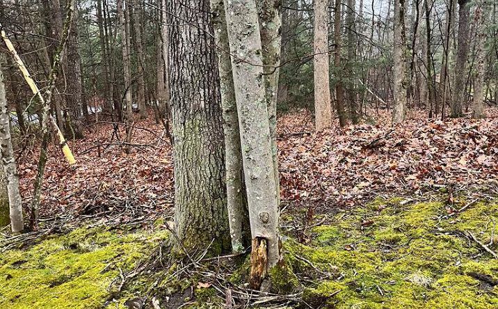 Pictures of Land, Multifamily property located at 00 Timber Ridge Drive, Beckley, WV 25801 for sales - image #1