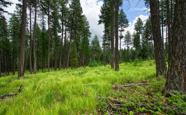 Pictures of Land property located at 185 Rosewood Lane Lot 14, Whitefish, MT 59937 for sales - image #1