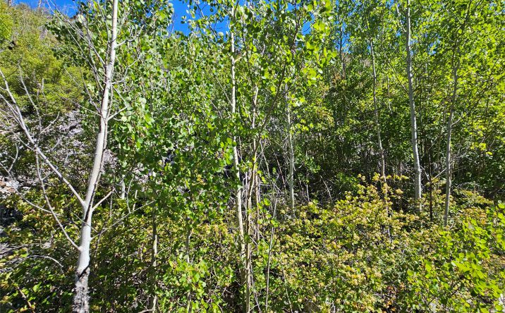 Pictures of Land property located at 80 Upper Packer Gulch Road, Drummond, MT 59832 for sales - image #1