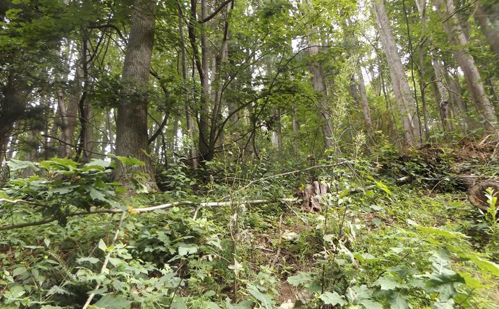 Pictures of Land property located at TBD Chalet Dr., Fancy Gap, VA 24328 for sales - image #1