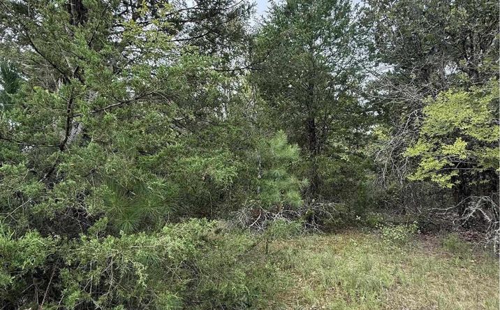 Pictures of Land property located at Tbd County Road 4620, Troup, TX 75789 for sales - image #1