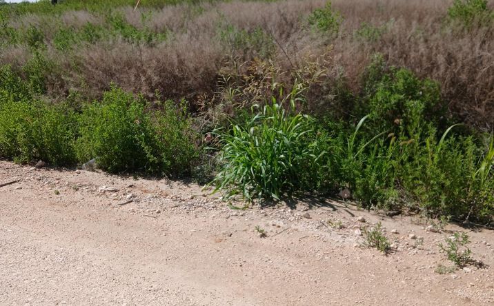 Pictures of Land property located at 710 S Rru Road, Portales, NM 88130 for sales - image #1