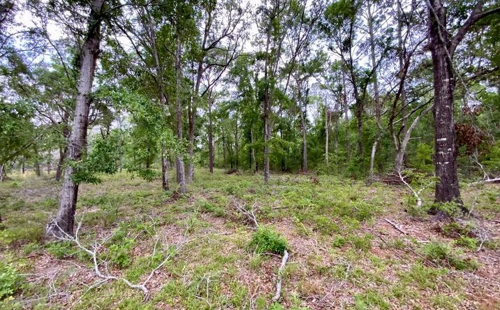 Pictures of Land property located at Vacant NE Bellville Rd, Pinetta, FL 32350 for sales - image #1