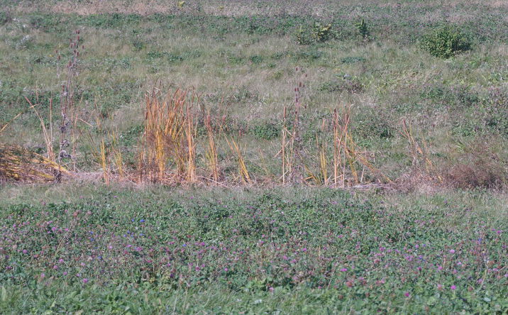 Pictures of Land property located at Lot 4 S Rt 52 Road, Manhattan, IL 60442 for sales - image #1