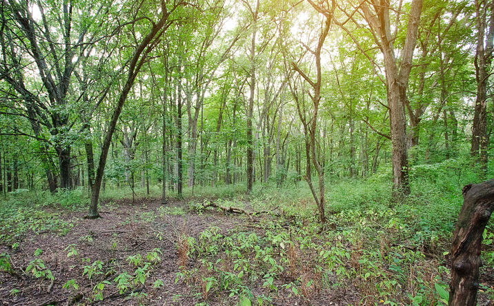 Pictures of Land property located at 4351 Willard Lane, Lowell, IN 46356 for sales - image #1