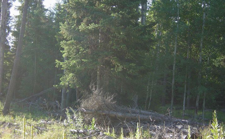 Pictures of Land property located at NHN ACM Road S, Libby, MT 59923 for sales - image #1