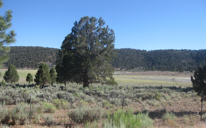 Pictures of Land property located at 2809 Cedar, Big Bear City, CA 92314 for sales - image #1