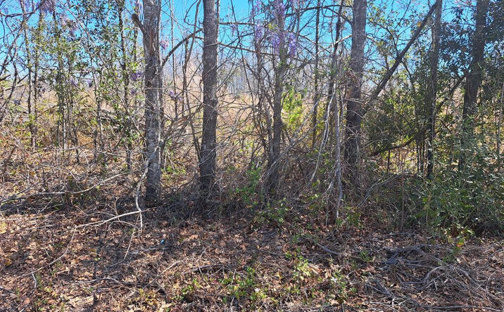 Pictures of Land, Multifamily property located at 38-200 Lavel Road, Santee, SC 29142 for sales - image #1