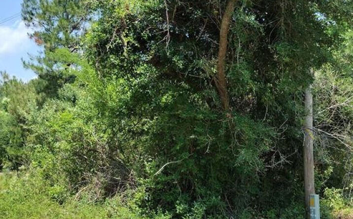 Pictures of Land, Multifamily property located at 00 lot3 Meagen Lane, Manning, SC 29102 for sales - image #1