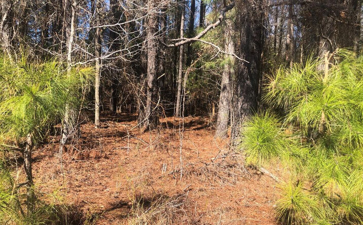 Pictures of Land, Multifamily property located at 0 Sandbed Road, Pamplico, SC 29583 for sales - image #1