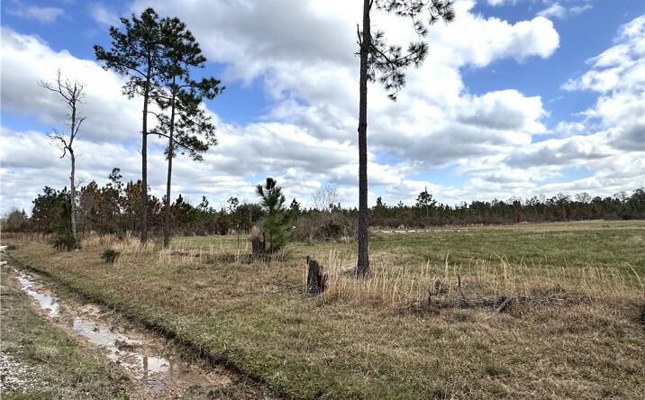 Pictures of Land property located at 0 Marcantel Road, Dequincy, LA 70633 for sales - image #1