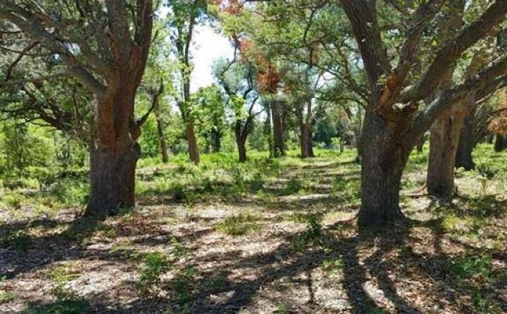 Pictures of Land property located at Bazile Daigle Road TBD, Lake Charles, LA 70607 for sales - image #1