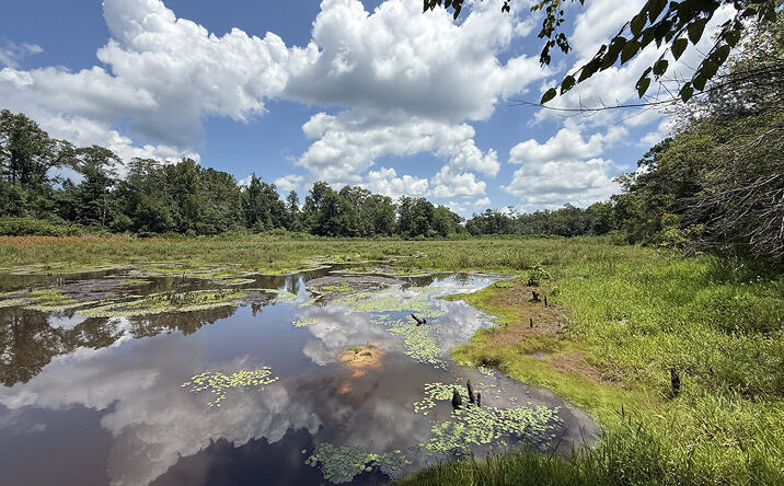 Pictures of Land property located at Fox Creek Rd, Buena Vista, GA 31803 for sales - image #1