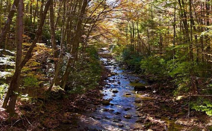 Pictures of Land property located at 2453 Channel Rd, Mill Creek, WV 26280 for sales - image #1