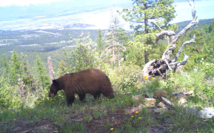 Pictures of Land property located at Tract 1 Cramer Creek Road, Somers, MT 59932 for sales - image #1