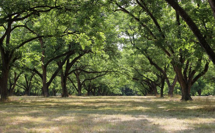 Pictures of Land property located at 0 Shady Grove Road, Hurtsboro, AL 36860 for sales - image #1