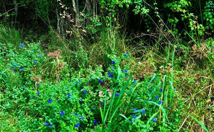 Pictures of Land property located at Off CR242, Conroe, TX null for sales - image #1